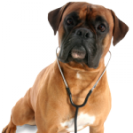 veterinarian_dog