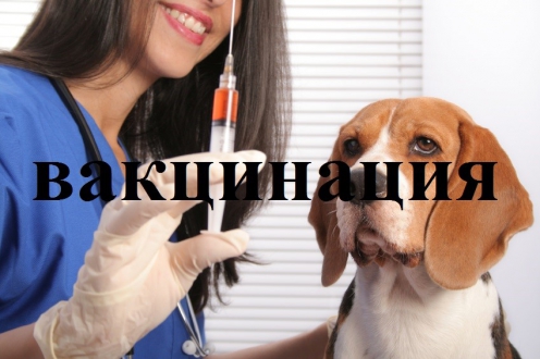 Dog Vaccination